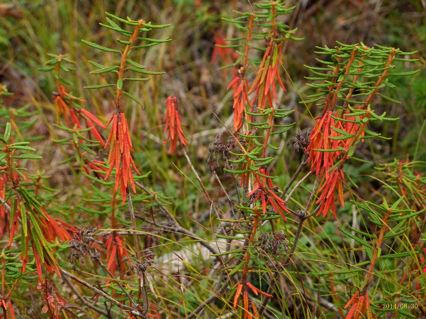 Image of Ledum decumbens specimen.