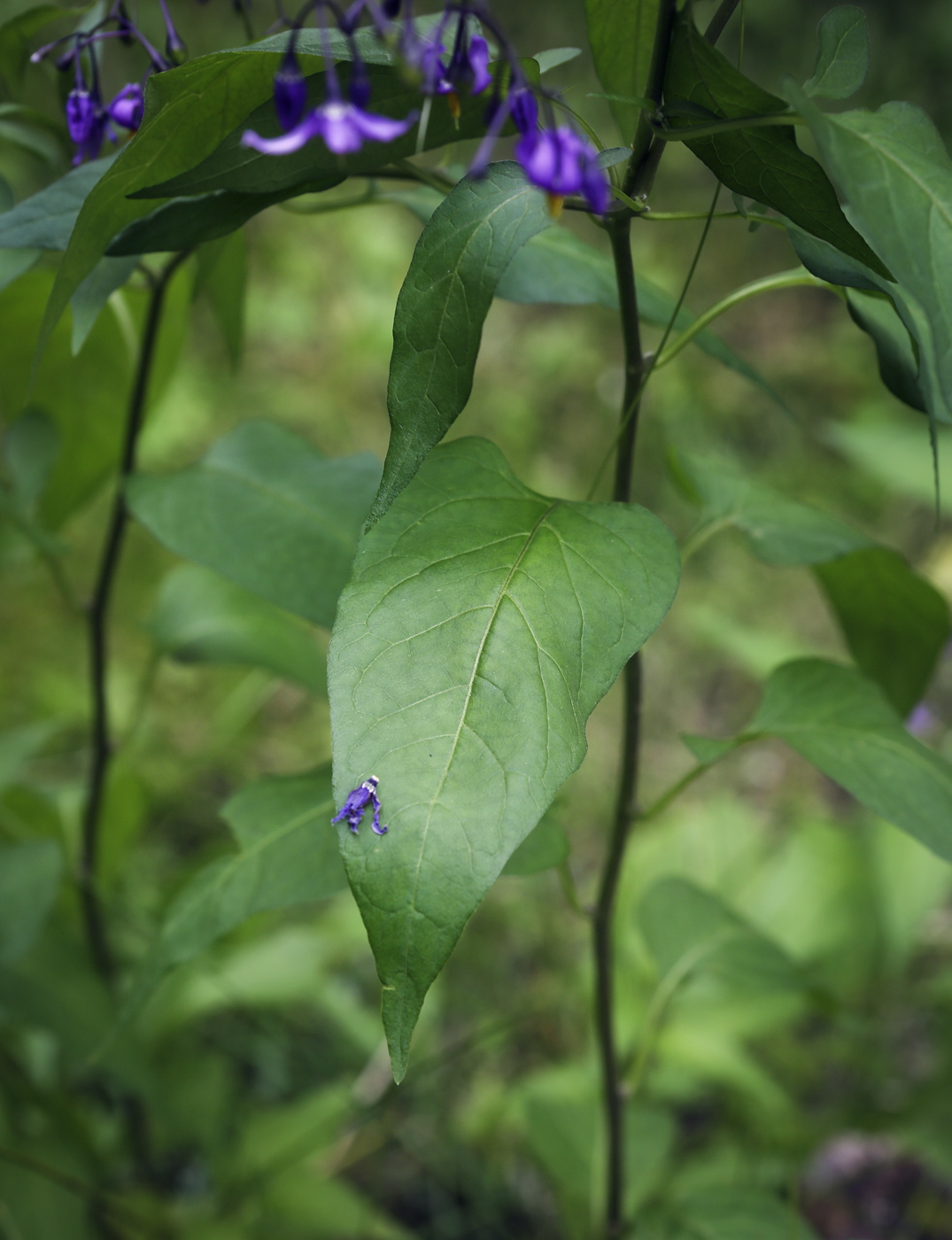 Image of Solanum dulcamara specimen.