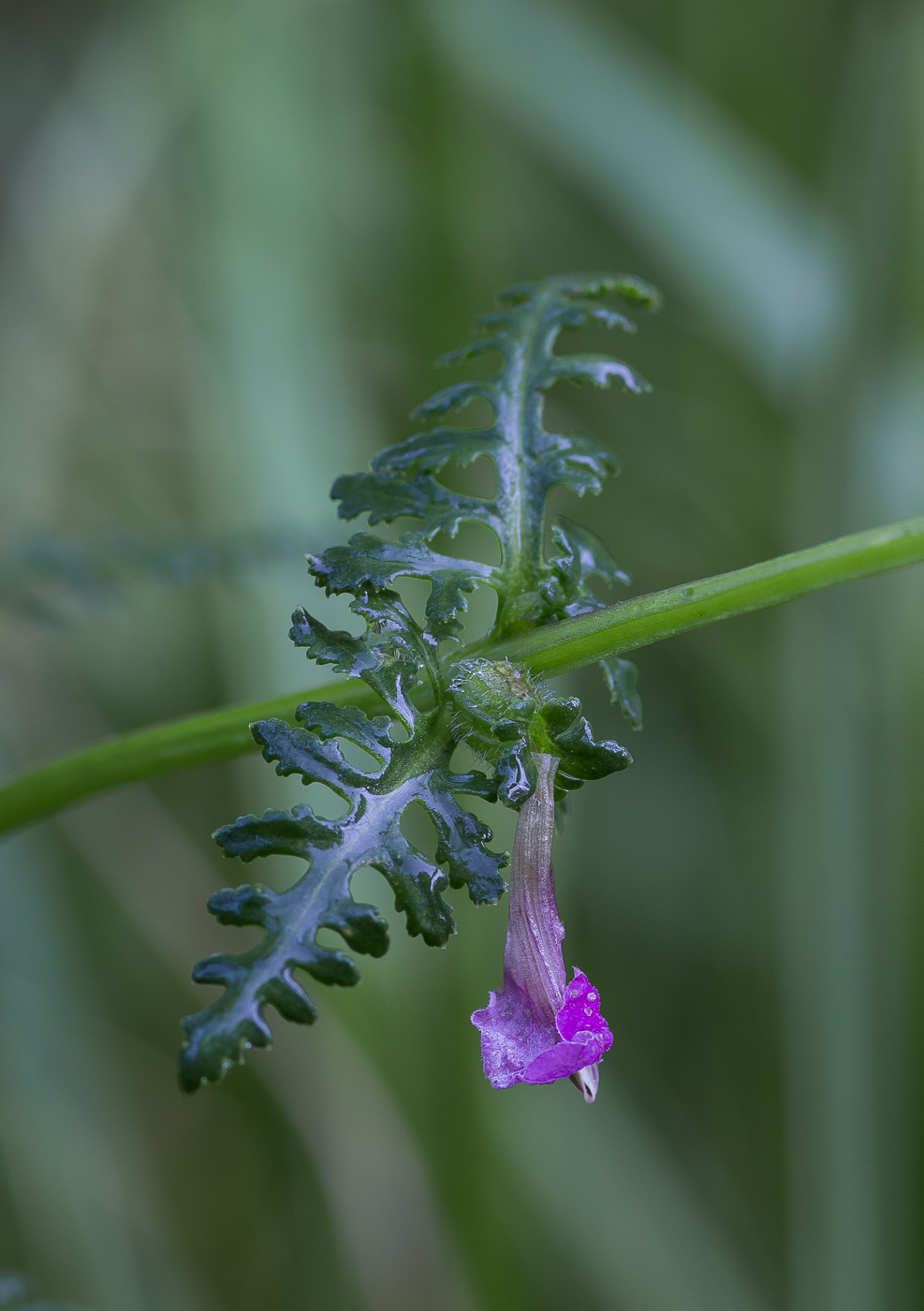 Image of Pedicularis palustris specimen.