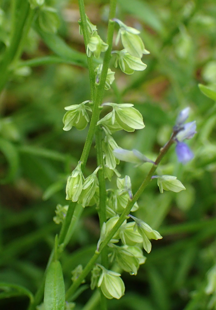 Image of Polygala amarella specimen.