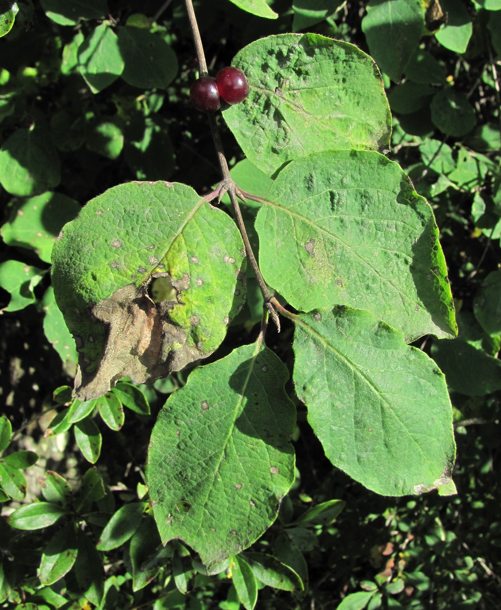 Image of Lonicera steveniana specimen.