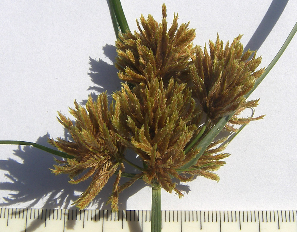 Изображение особи Cyperus glomeratus.