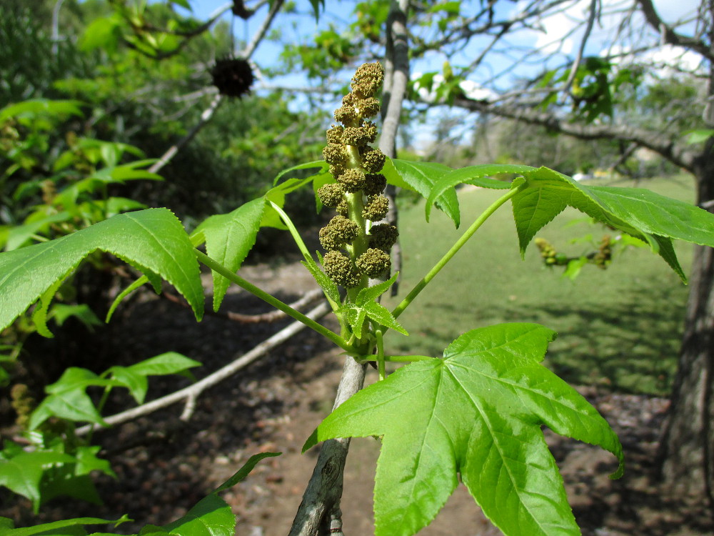 Image of Liquidambar styraciflua specimen.