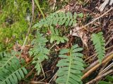 род Polypodium