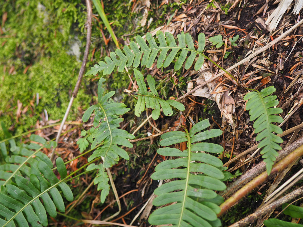 Image of genus Polypodium specimen.