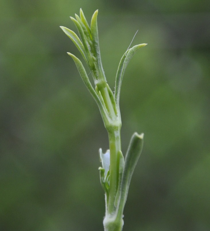 Image of Silene gigantea ssp. rhodopea specimen.