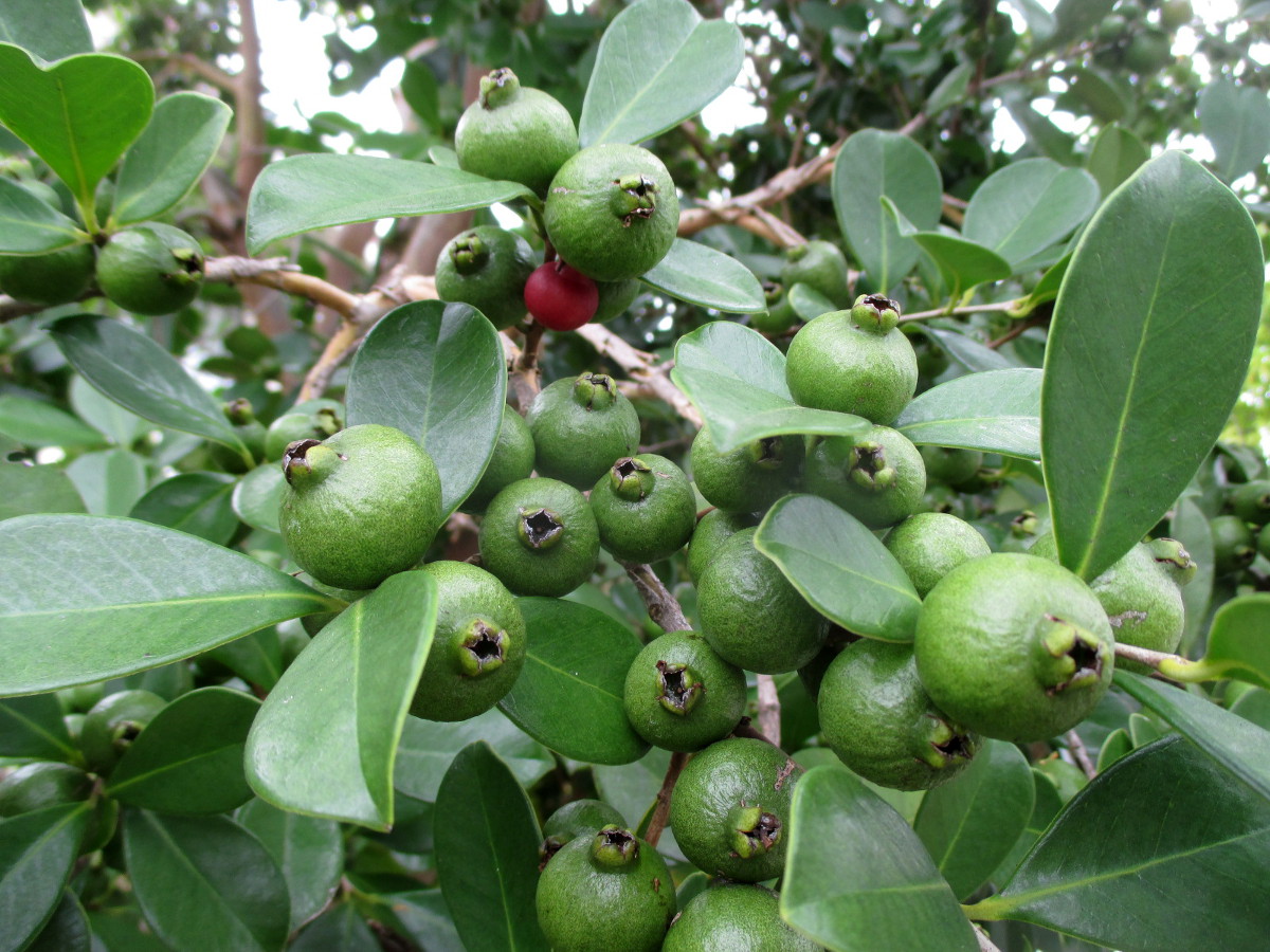 Изображение особи Psidium cattleianum.