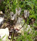 Lilium pensylvanicum