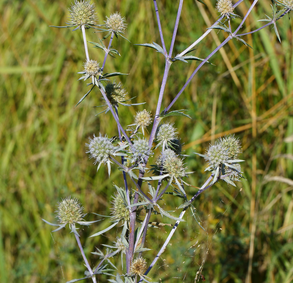 Изображение особи Eryngium planum.