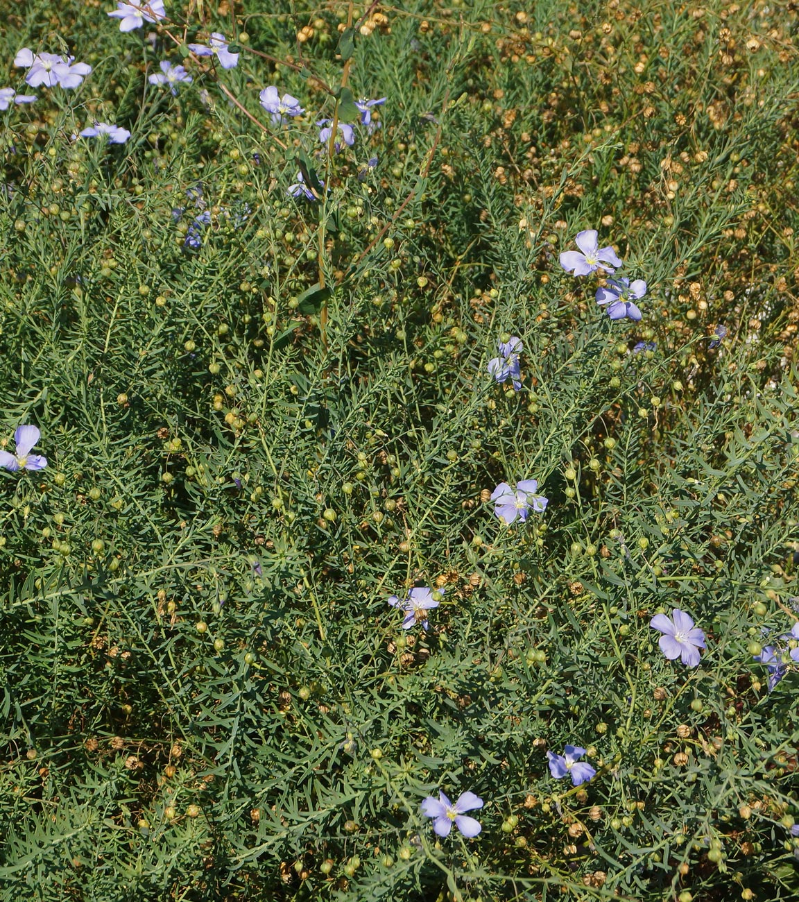 Изображение особи Linum perenne.