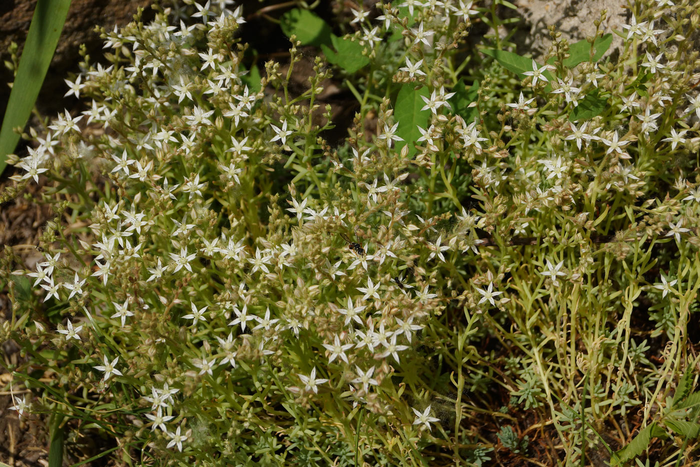 Image of Sedum pallidum specimen.