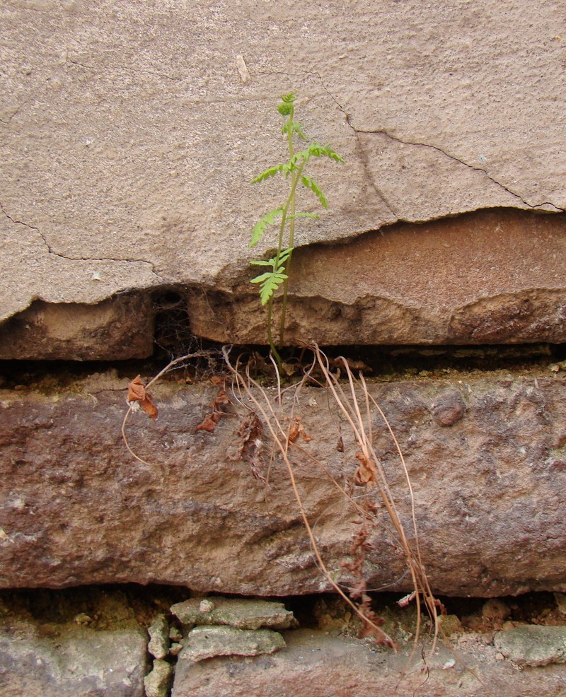 Image of genus Dryopteris specimen.