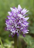 Orchis simia. Соцветие. Испания, автономное сообщество Каталония, провинция Жирона, комарка Сельва, муниципалитет Сускеда, окр. деревни Сант-Марти-Сакальм, 835 м н.у.м., участок луга не занятый под выгон. 08.05.2018.