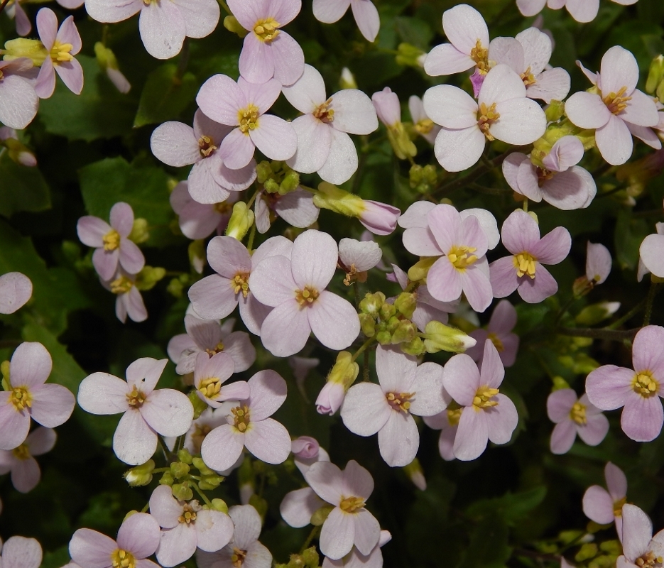 Image of Arabis caucasica specimen.