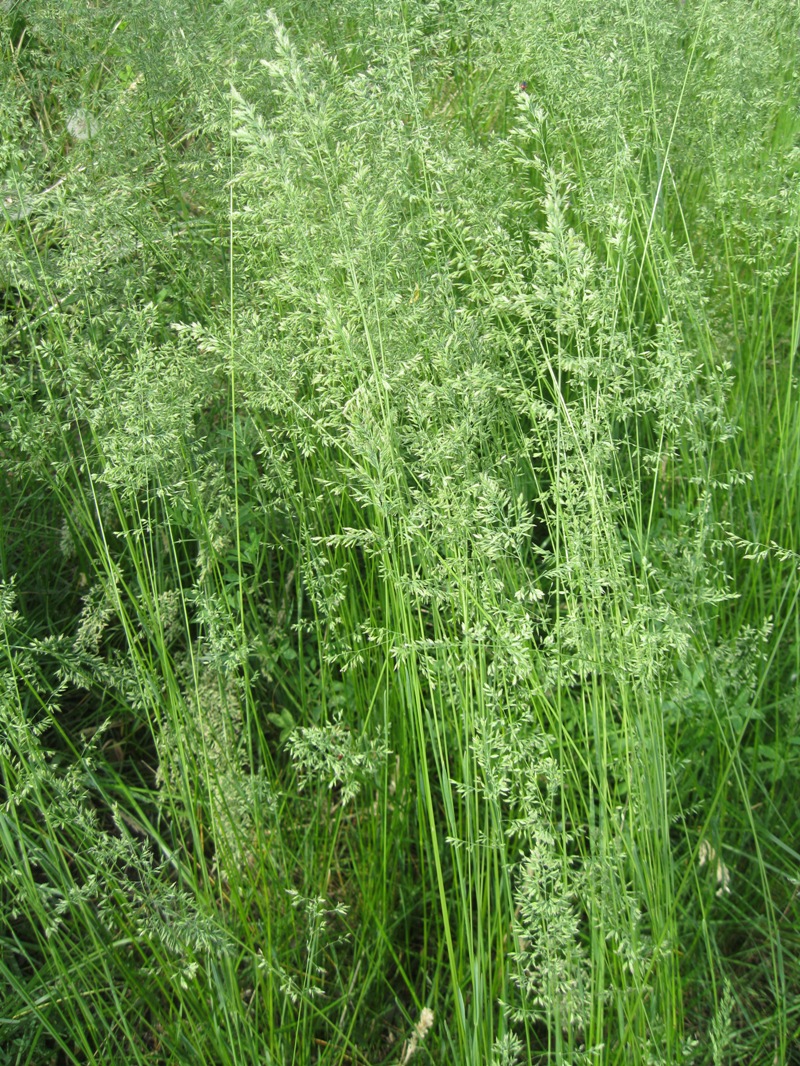 Image of Poa angustifolia specimen.