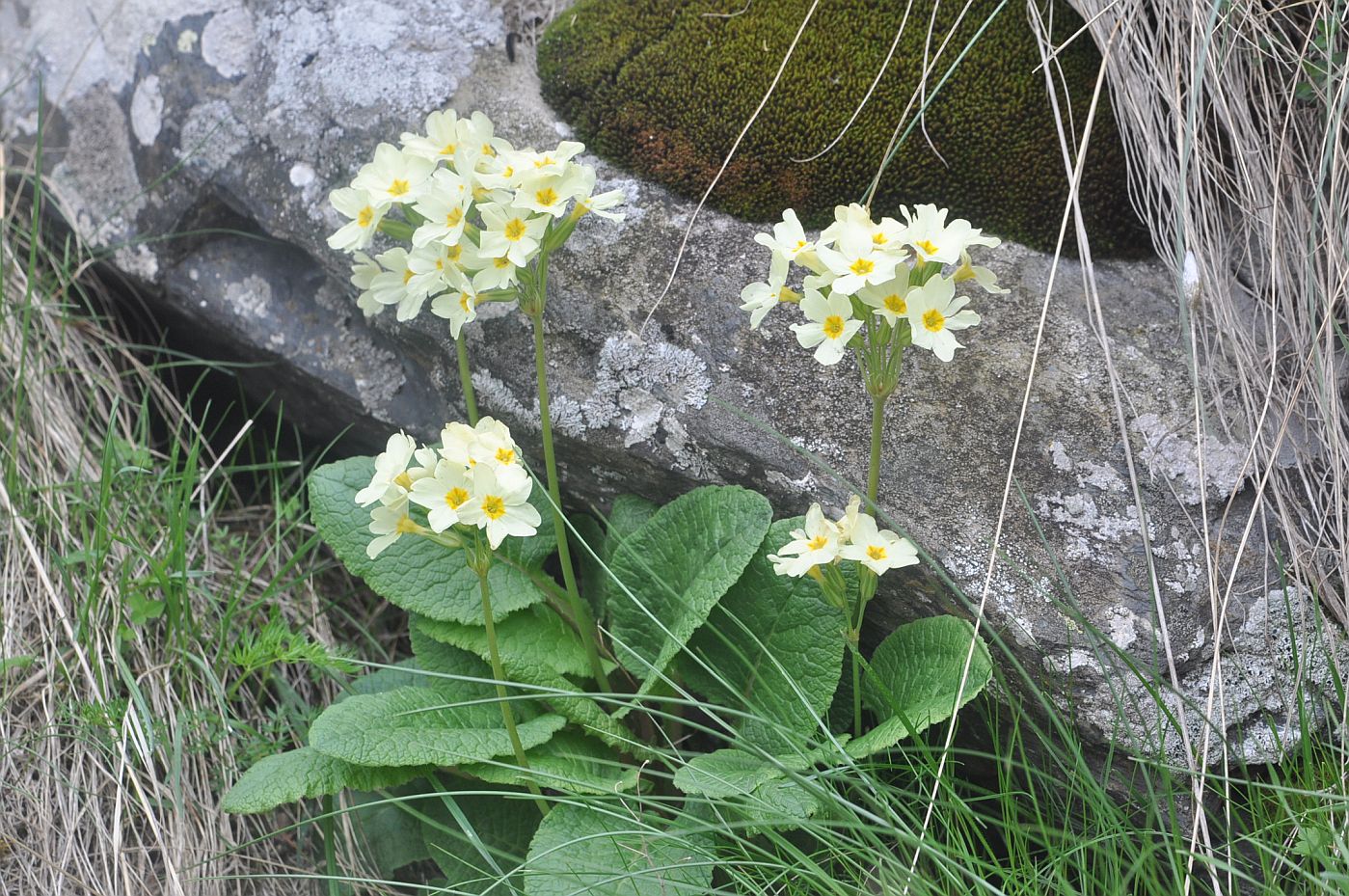 Image of Primula cordifolia specimen.