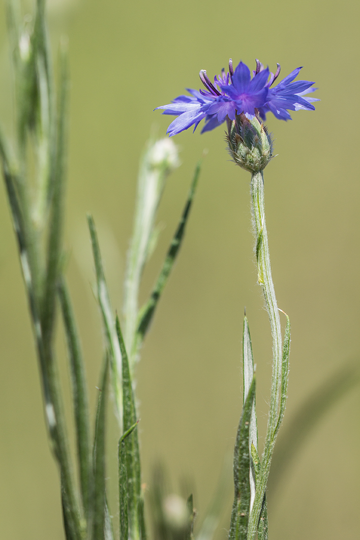 Изображение особи Centaurea cyanus.