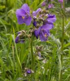 Polemonium caucasicum