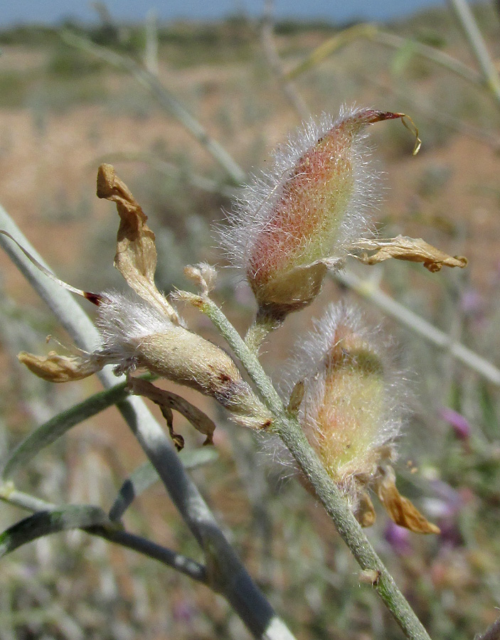 Image of Astragalus hyrcanus specimen.