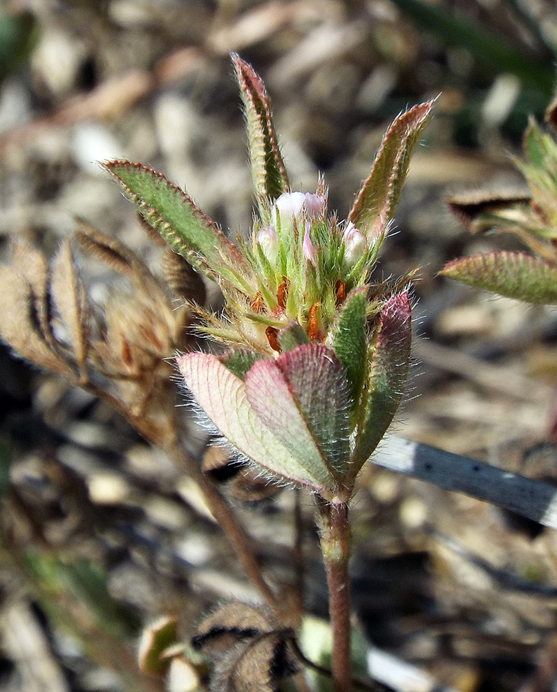 Image of Trifolium scabrum specimen.