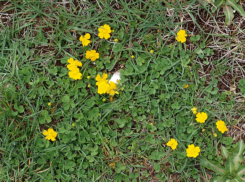 Image of Potentilla crantzii specimen.