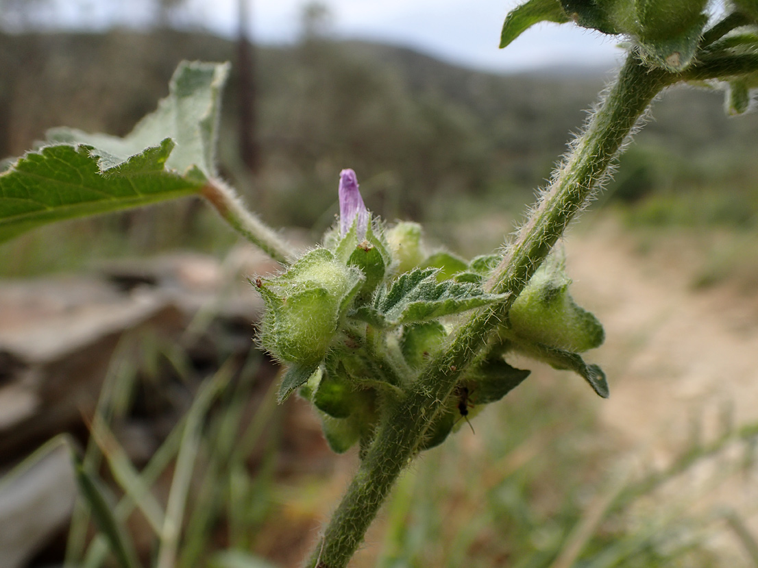 Image of Malva multiflora specimen.