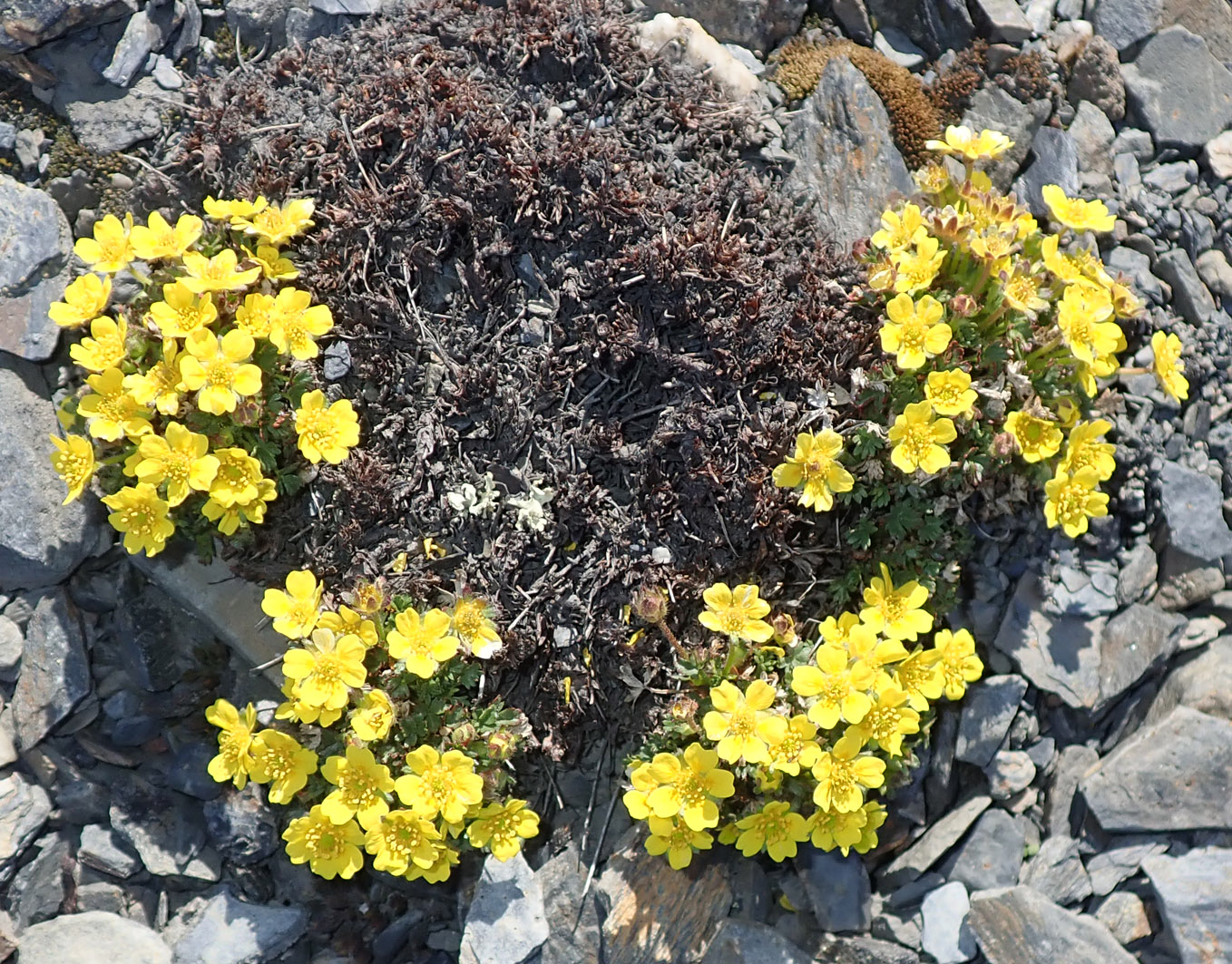 Image of Potentilla pulviniformis specimen.