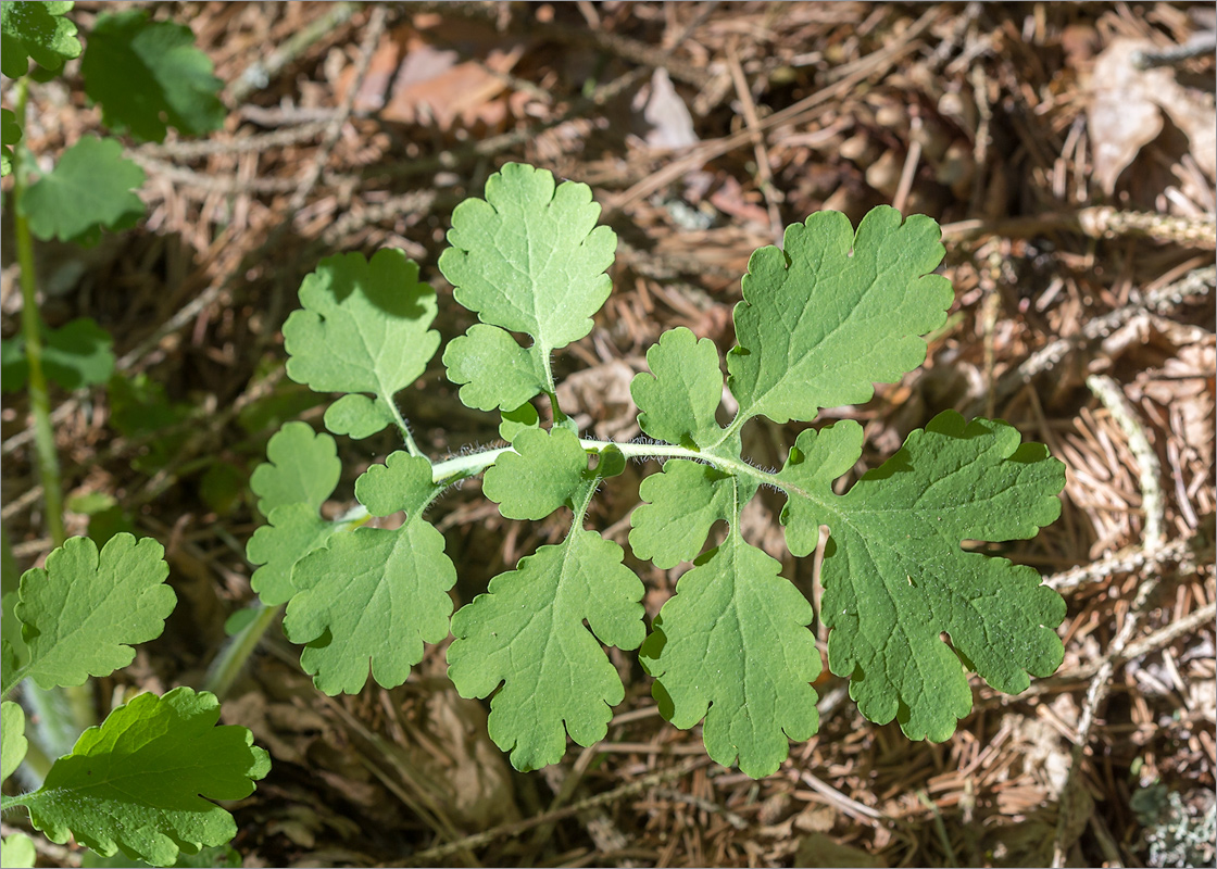 Изображение особи Chelidonium majus.