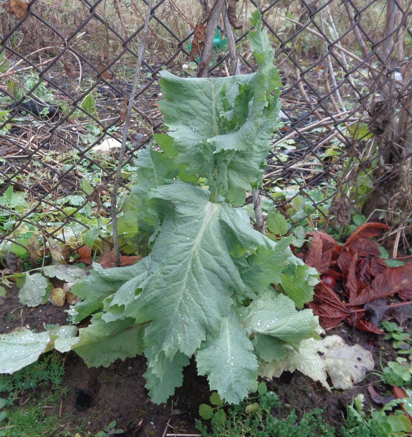 Image of Papaver somniferum specimen.