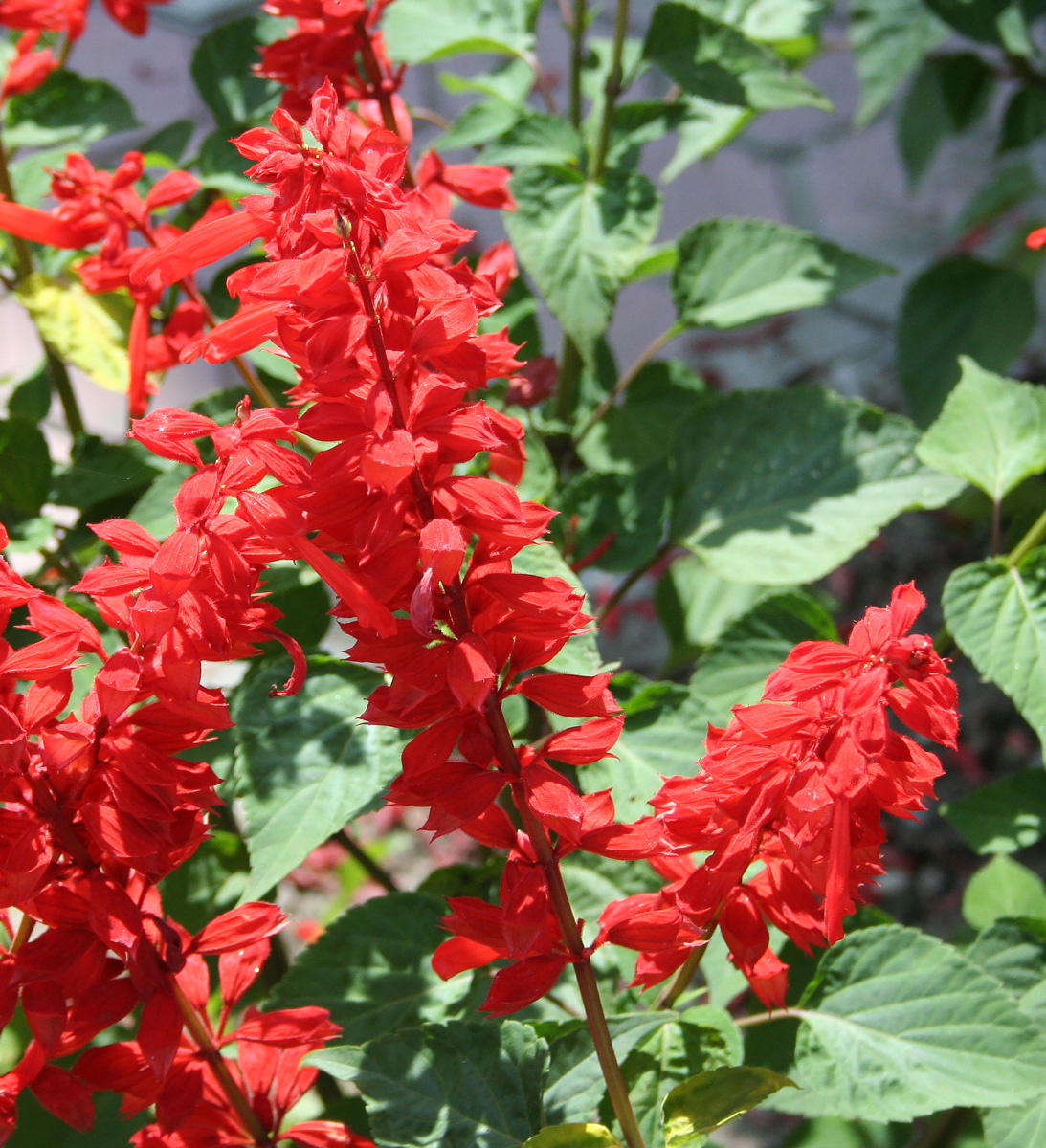 Image of Salvia splendens specimen.