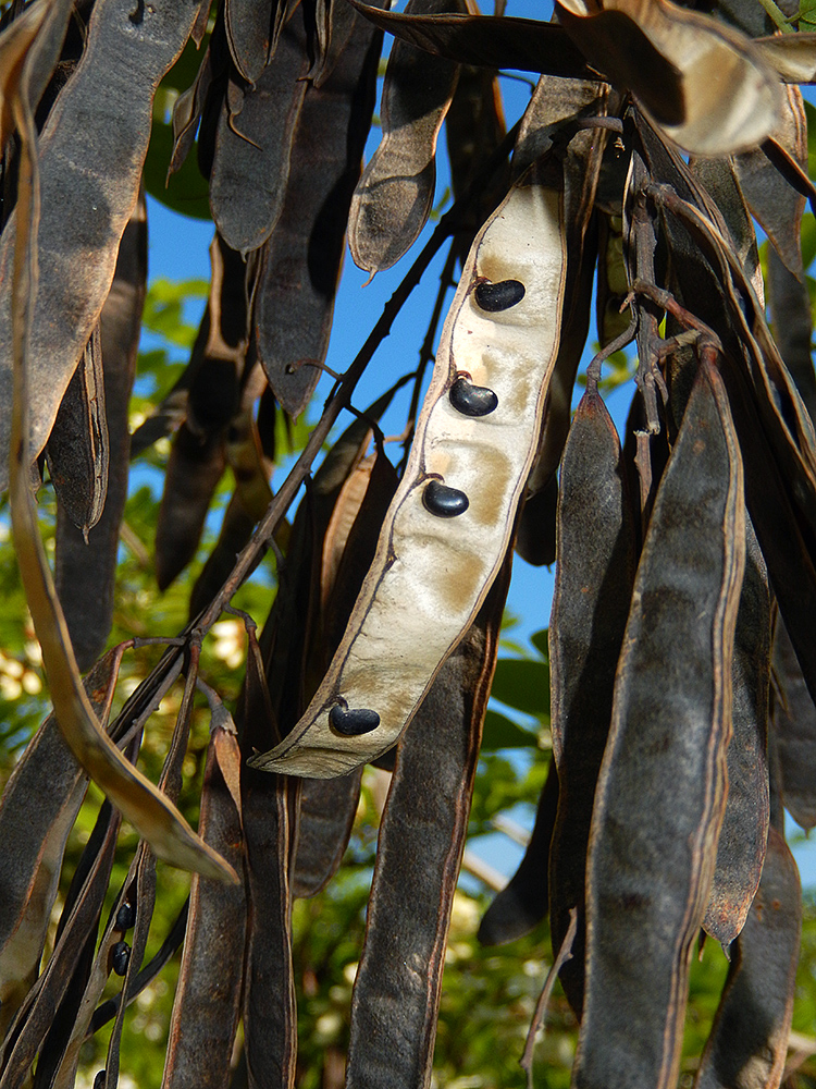 Image of Robinia pseudoacacia specimen.