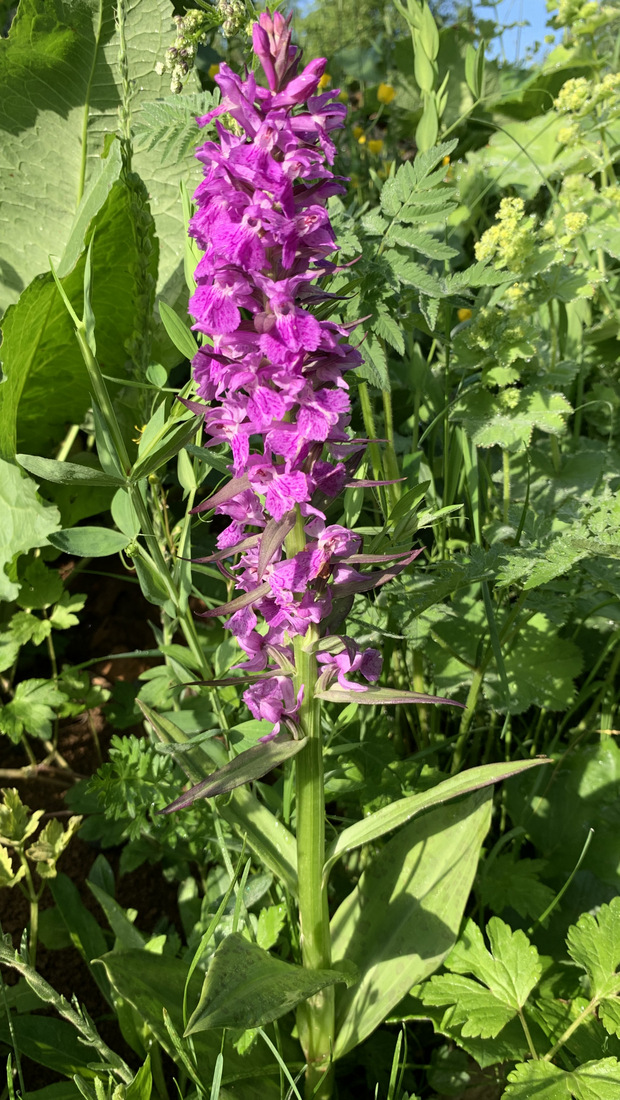 Изображение особи Dactylorhiza euxina.