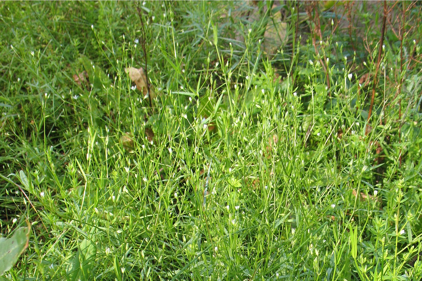 Image of Stellaria graminea specimen.