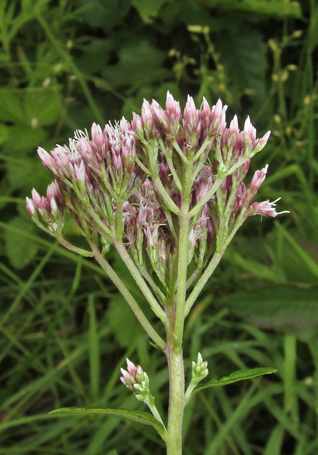 Изображение особи Eupatorium lindleyanum.