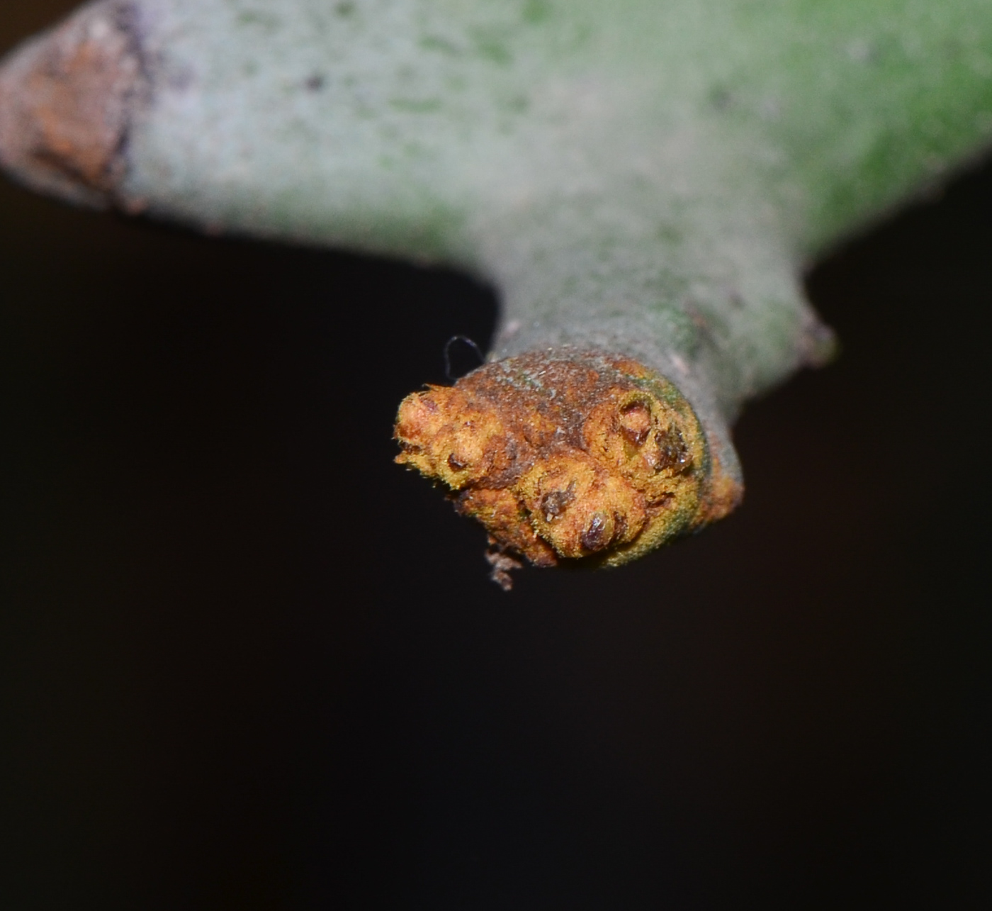 Image of Euphorbia stenoclada specimen.