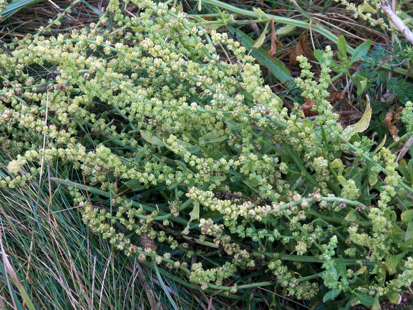 Image of Beta trigyna specimen.