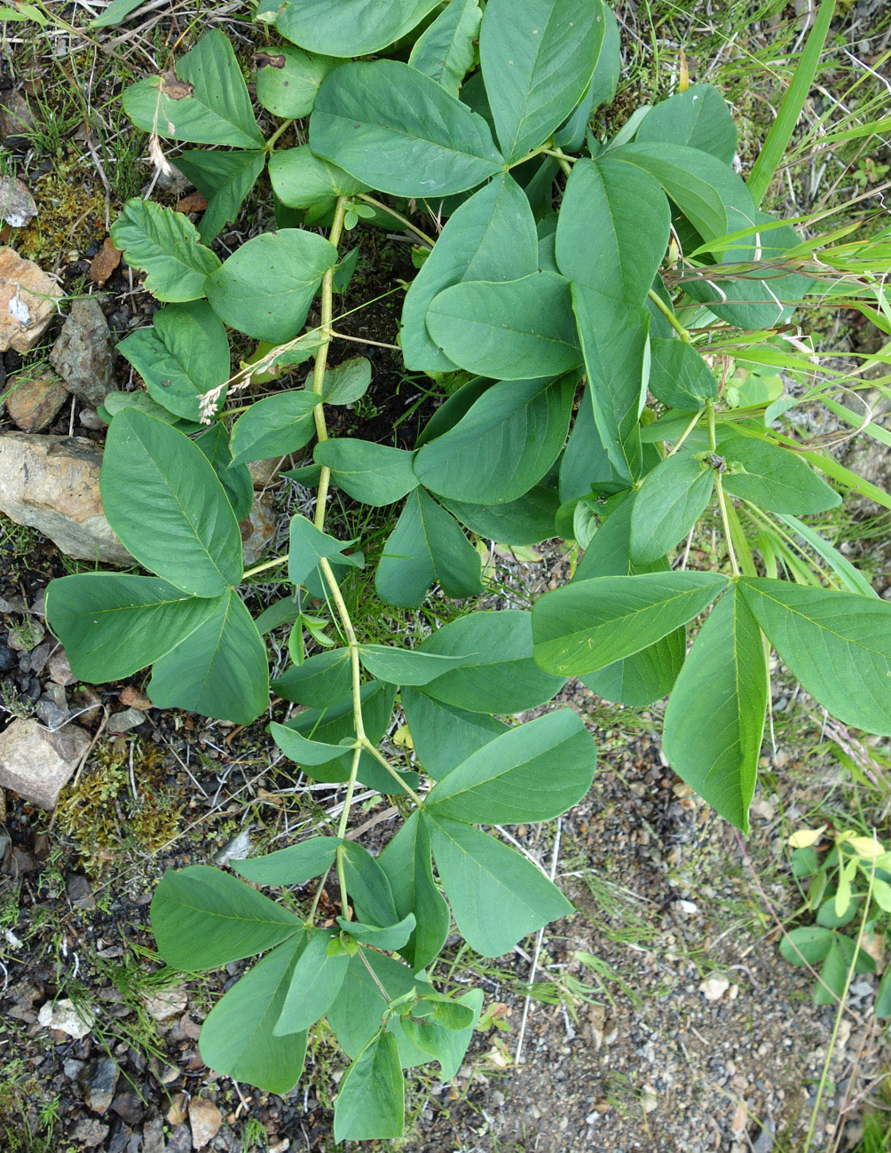 Image of Thermopsis lupinoides specimen.