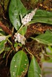 Anthurium scandens