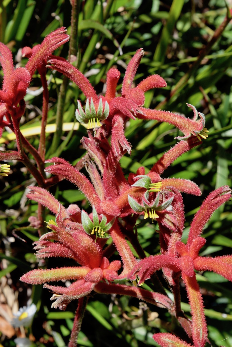 Image of Anigozanthos rufus specimen.