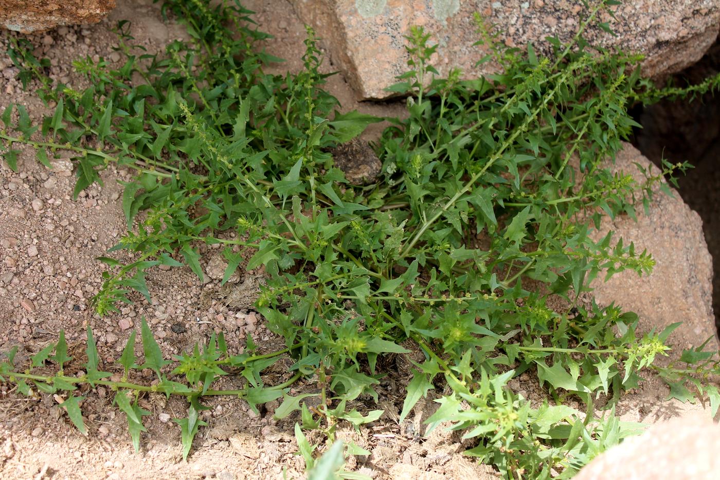 Image of Blitum virgatum specimen.