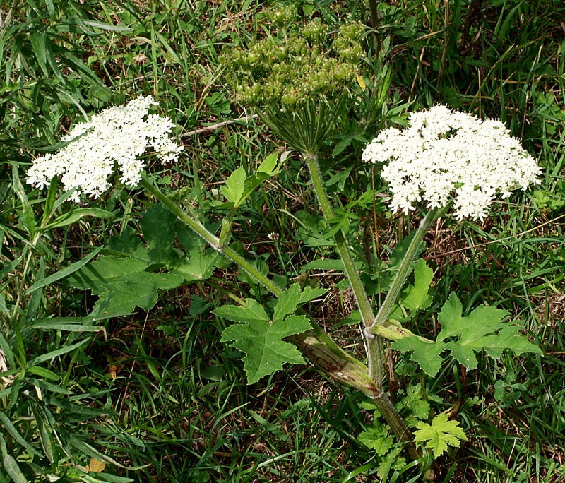 Image of Heracleum moellendorffii specimen.