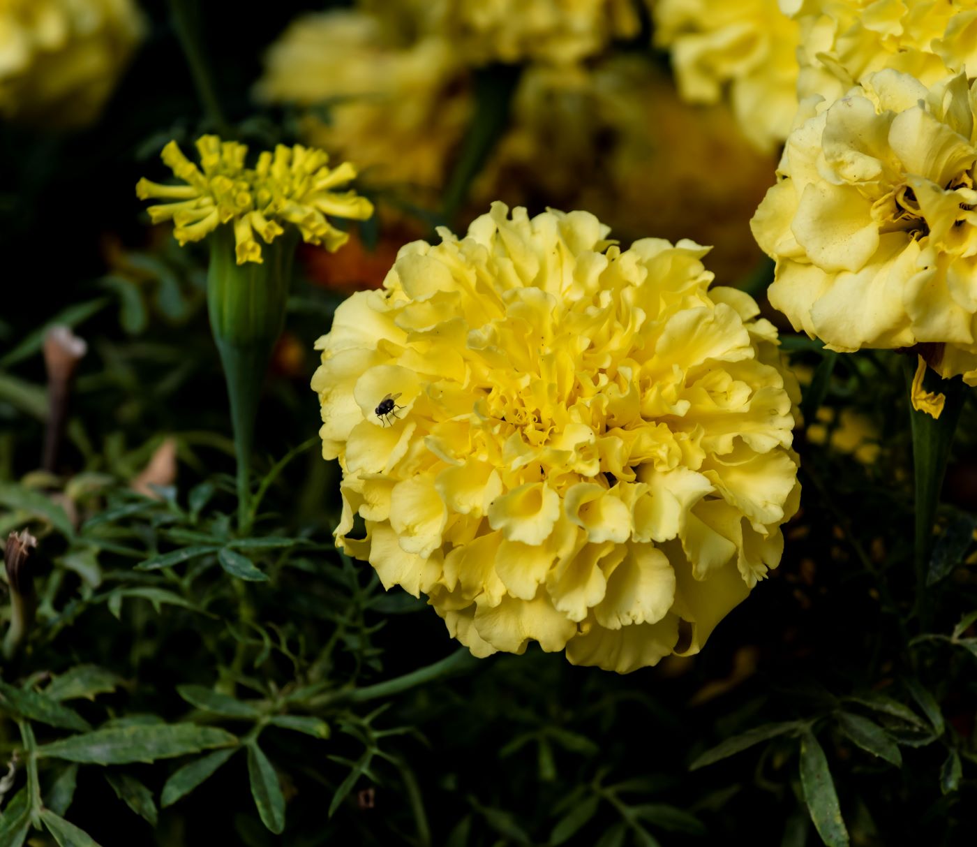 Image of Tagetes erecta specimen.