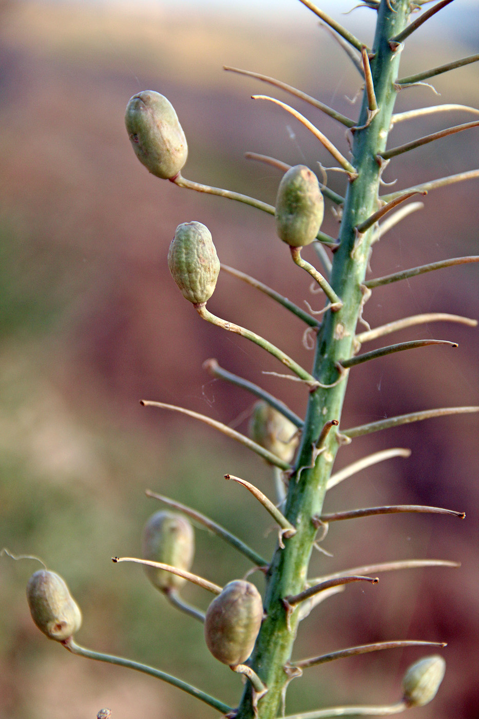 Изображение особи Eremurus baissunensis.