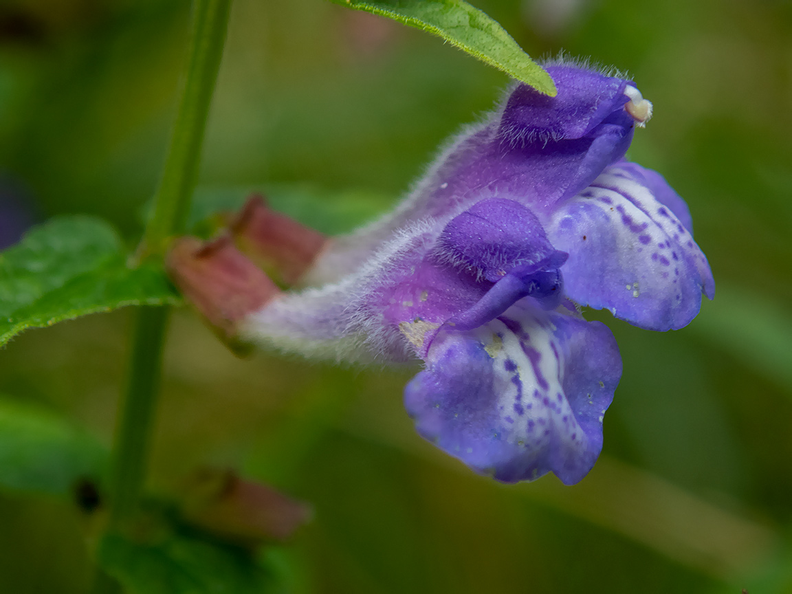 Image of Scutellaria galericulata specimen.