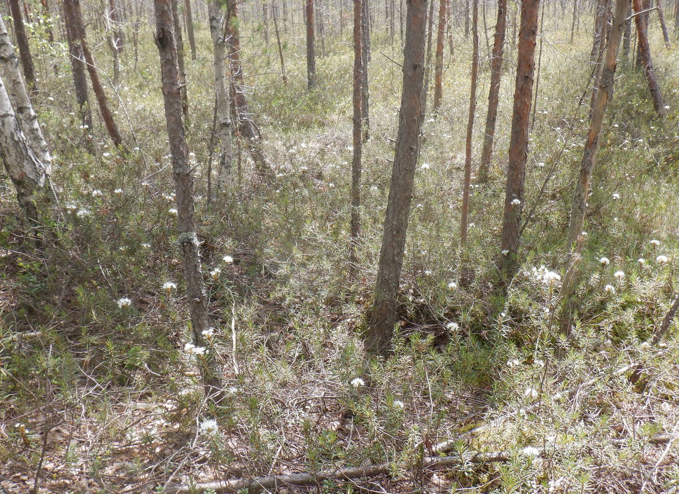 Image of Ledum palustre specimen.