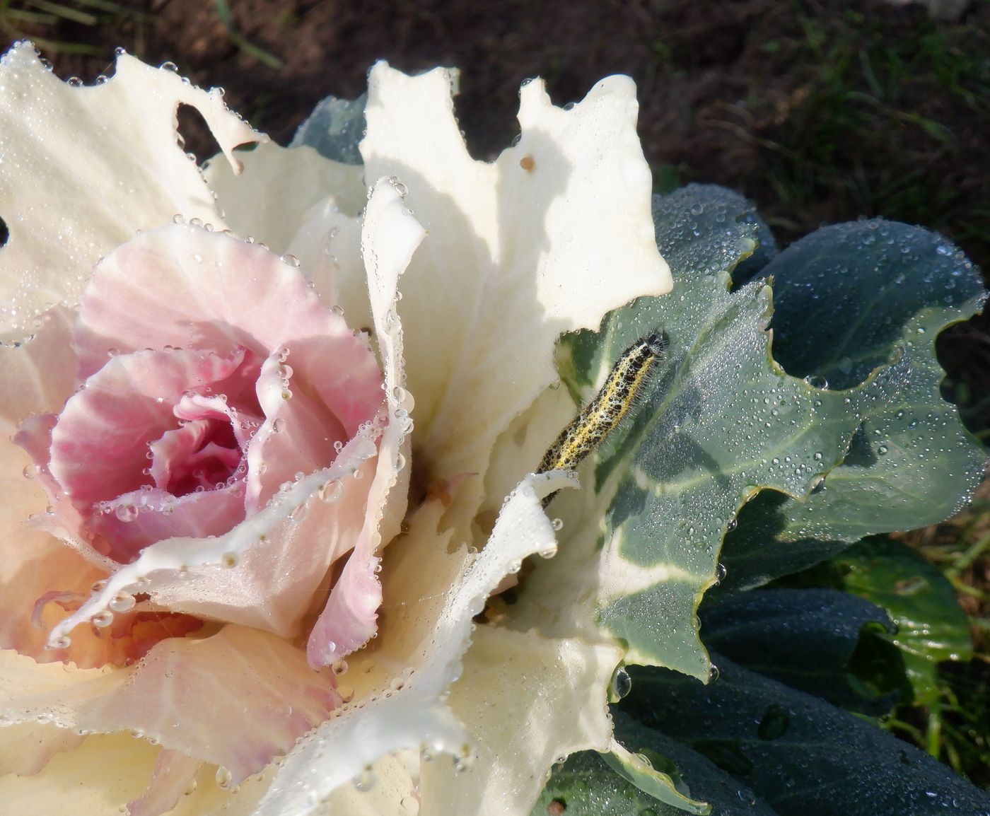 Image of Brassica oleracea var. viridis specimen.