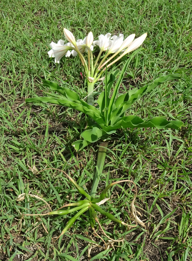 Image of Crinum macowanii specimen.