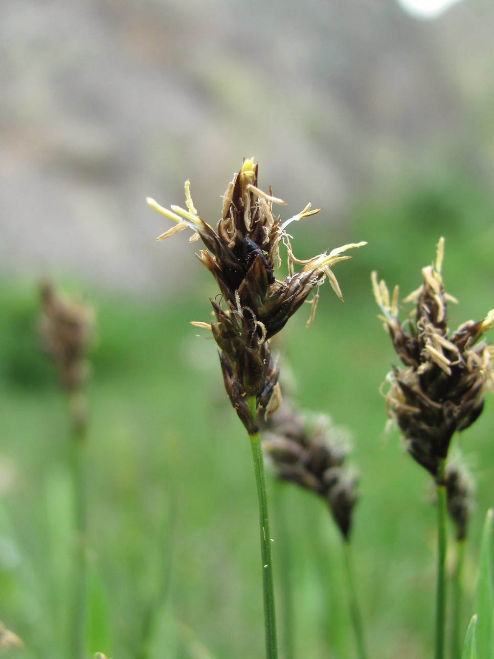 Изображение особи род Carex.