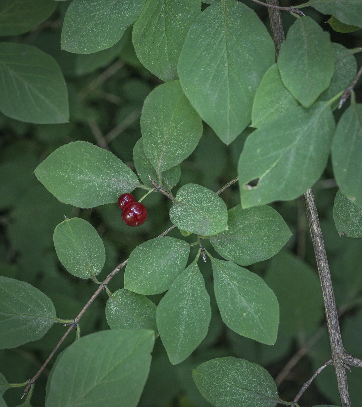 Image of genus Lonicera specimen.