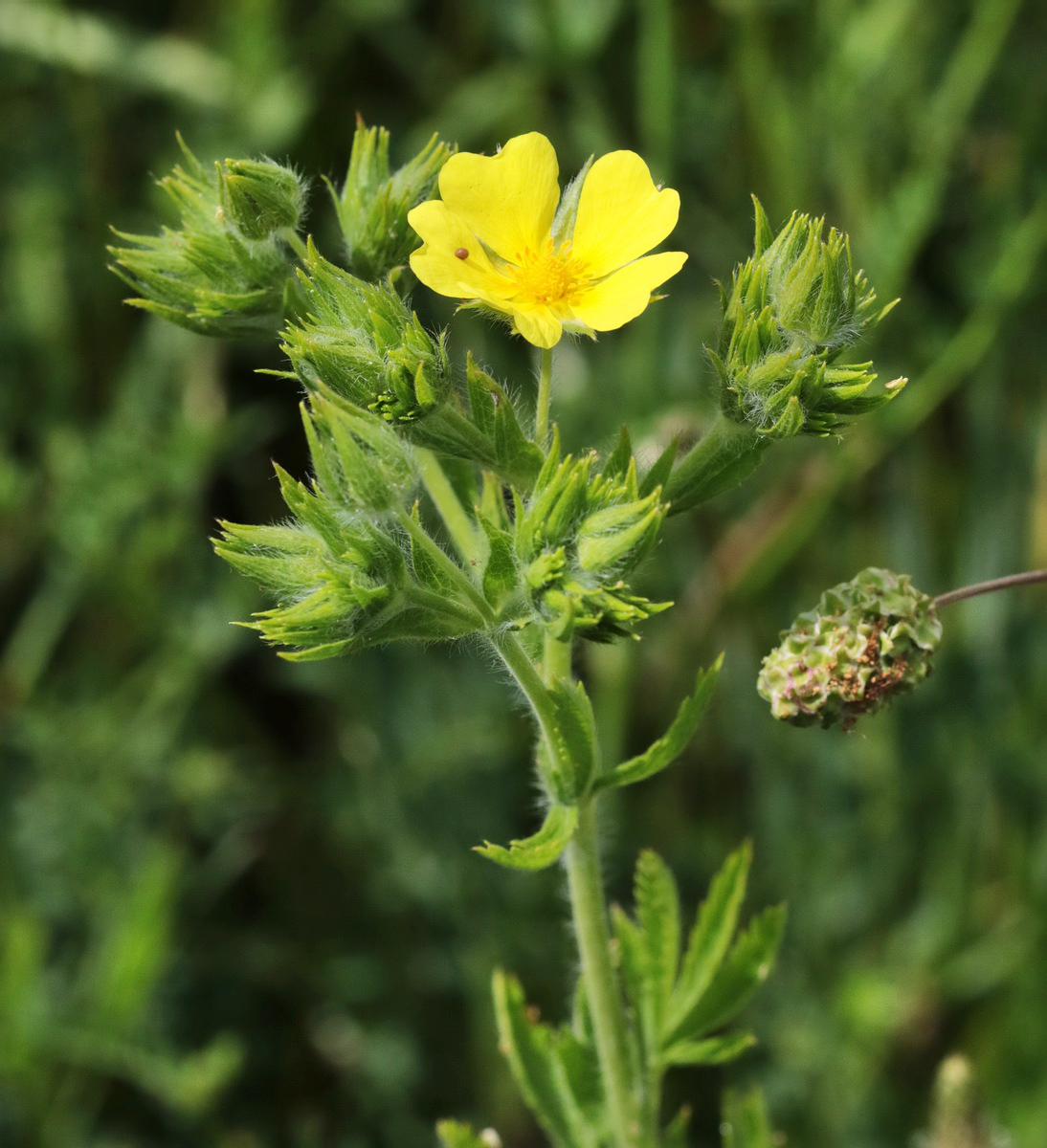 Image of Potentilla callieri specimen.